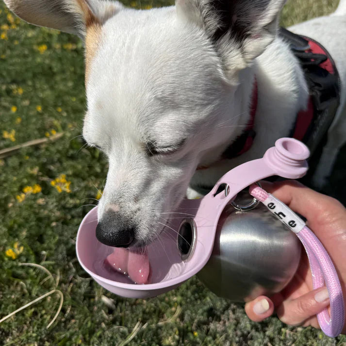 Bouteille d'eau portable pour chiens
