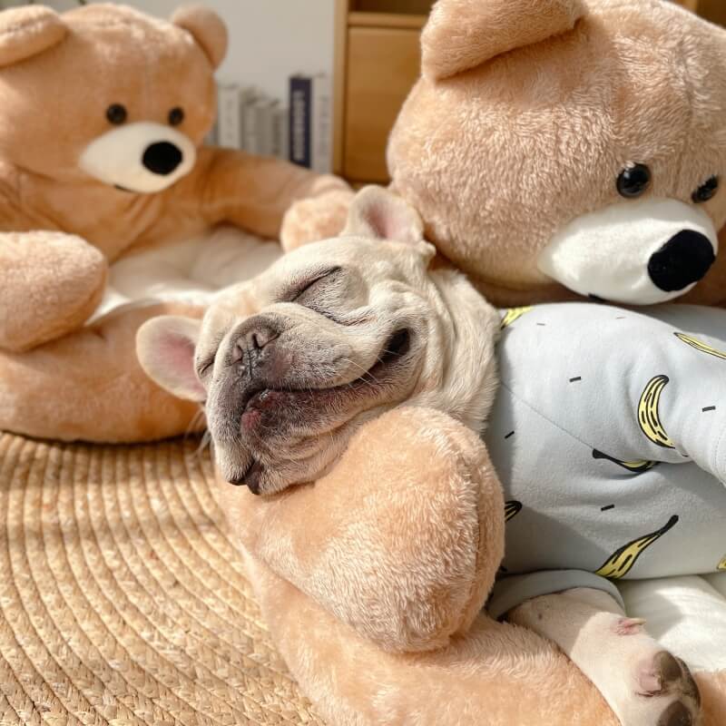 Cuddle Bear™ – Lit Ours Ultra Douillet pour Chat