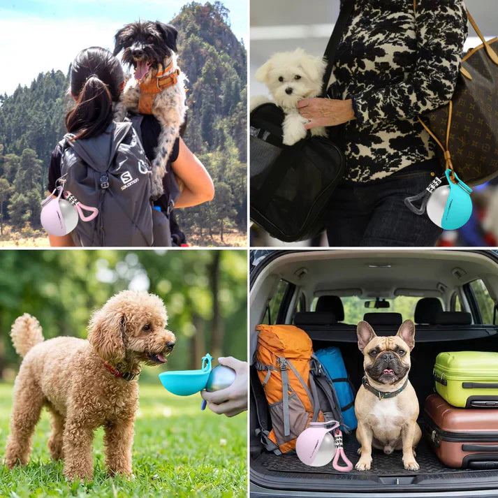 Bouteille d'eau portable pour chiens